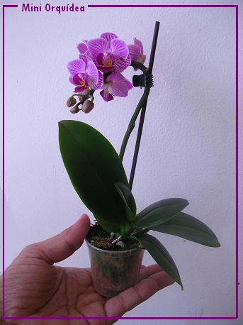 mini_orchidea_1
